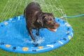 Bestway Fetchin' Fun plaskedug